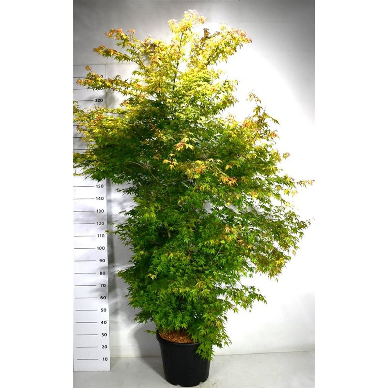 Japansk lönn – Acer palmatum 'Katsura' - C45 200-225 cm.